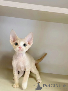 Photo №1. peterbald - for sale in the city of Aizlingen | 465$ | Announcement № 157796