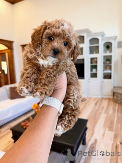 Photo №2 to announcement № 157471 for the sale of labradoodle - buy in Luxembourg private announcement