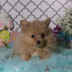 Photo №1. pomeranian - for sale in the city of Berlin | 471$ | Announcement № 137174