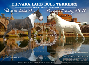 Photo №2 to announcement № 131151 for the sale of bull terrier - buy in Serbia breeder