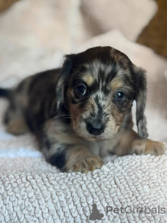 Photo №1. dachshund - for sale in the city of Reinbek | 599$ | Announcement № 175218