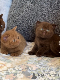 Photo №2 to announcement № 175231 for the sale of british shorthair - buy in Switzerland breeder
