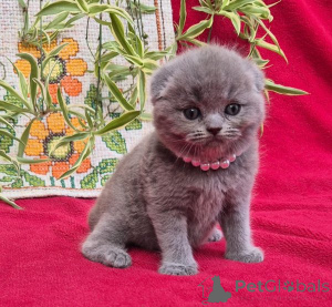 Photo №1. scottish fold - for sale in the city of Kran-Montana | 361$ | Announcement № 178744