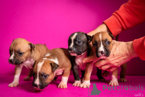 Photo №2 to announcement № 17032 for the sale of american staffordshire terrier - buy in Latvia breeder