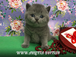 Photo №3. British cats in classic blue color. Russian Federation