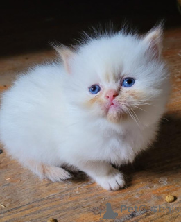 Photo №1. himalayan cat - for sale in the city of Eschborn | 361$ | Announcement № 173525