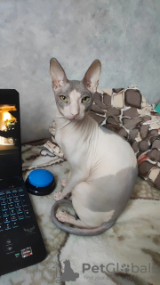 Photo №1. Mating service - breed: sphynx cat. Price - 26$