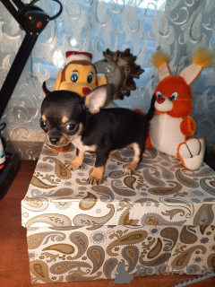 Photo №1. chihuahua - for sale in the city of Ковров | 409$ | Announcement № 8752