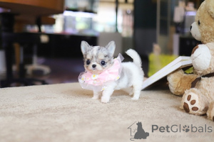 Photo №2 to announcement № 152449 for the sale of chihuahua - buy in United States breeder