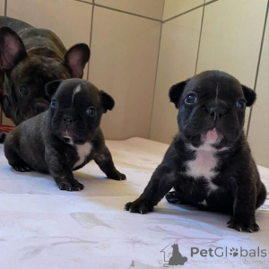 Photo №3. Charming 8-Week-Old French Bulldog Puppies Ready for Their Forever Homes!. United Kingdom