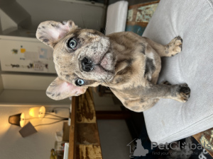 Photo №1. french bulldog - for sale in the city of Geneva | negotiated | Announcement № 95033