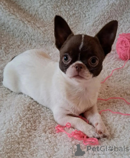 Photo №2 to announcement № 131996 for the sale of non-pedigree dogs - buy in Netherlands breeder