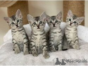 Photo №1. egyptian mau - for sale in the city of Seville | negotiated | Announcement № 176407