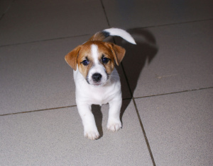 Photo №4. I will sell jack russell terrier in the city of Yekaterinburg. private announcement, from nursery, breeder - price - 354$