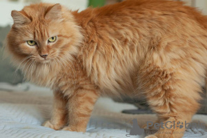 Additional photos: The beauty Ryzhulya is looking for a home!