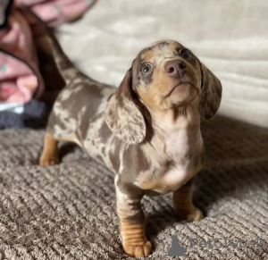 Photo №2 to announcement № 50808 for the sale of dachshund - buy in United States private announcement