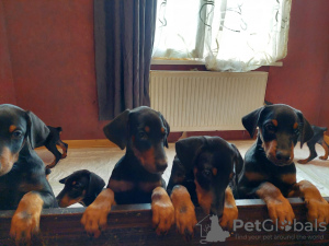 Additional photos: Purebred Doberman puppies for sale 2 months old.