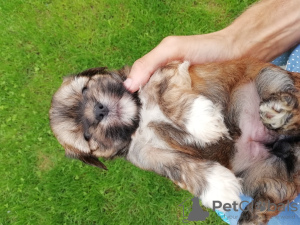 Photo №2 to announcement № 66731 for the sale of shih tzu - buy in Latvia private announcement, from nursery, breeder