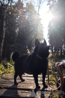 Additional photos: Schipperke Venya is looking for a home.