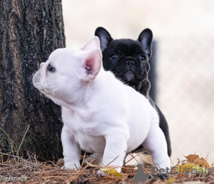 Photo №4. I will sell french bulldog in the city of Дрезден. private announcement - price - 380$