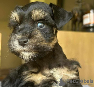 Photo №3. KC Registered Miniature Schnauzer Puppies. Germany