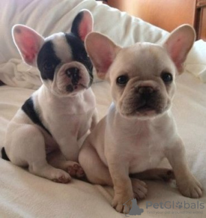 Photo №1. french bulldog - for sale in the city of Warsaw | 317$ | Announcement № 57363