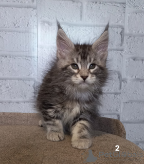 Photo №1. maine coon - for sale in the city of Yaroslavl | Is free | Announcement № 35865