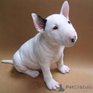 Photo №1. bull terrier - for sale in the city of Baden Baden | negotiated | Announcement № 136776