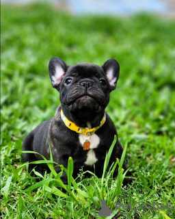 Photo №3. French Bulldog puppies, available for sale. Germany