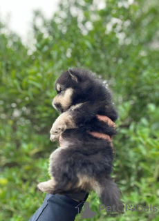 Photo №3. Pomeranian puppies. Serbia