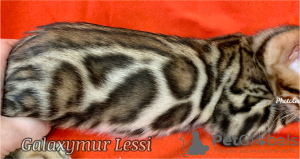Photo №2 to announcement № 9260 for the sale of bengal cat - buy in Russian Federation from nursery