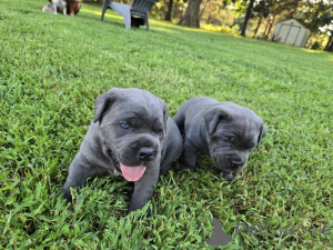 Photo №3. Nuttede Cane Corso hvalpe søger et kærligt hjem for altid. Denmark