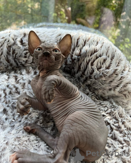 Photo №1. sphynx cat - for sale in the city of Miami | 500$ | Announcement № 93333