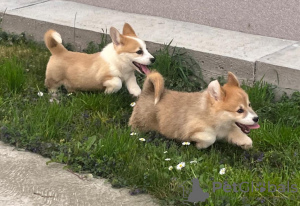 Photo №3. Welsh Corgi Pembroke puppies. Serbia