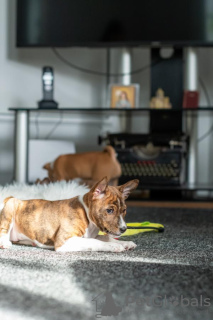 Photo №3. Basenji puppies for sale. Serbia