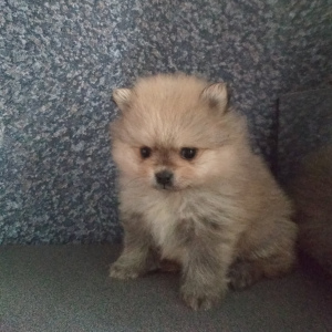 Photo №1. pomeranian - for sale in the city of Gomel | 264$ | Announcement № 1910
