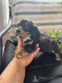Photo №2 to announcement № 163176 for the sale of dachshund - buy in Poland breeder