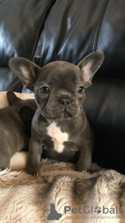 Photo №2 to announcement № 108114 for the sale of french bulldog - buy in Germany breeder