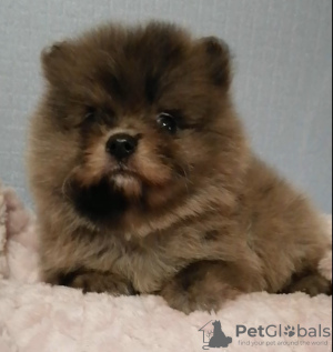 Photo №2 to announcement № 78644 for the sale of non-pedigree dogs - buy in Belarus private announcement