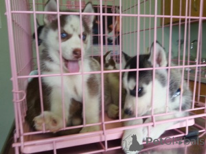 Photo №1. siberian husky - for sale in the city of Konstanz | 380$ | Announcement № 158720