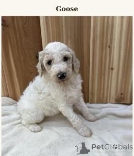 Photo №1. poodle (dwarf), poodle (toy) - for sale in the city of Kreysfreie Stadt Frankfurt Am Main | 599$ | Announcement № 175982