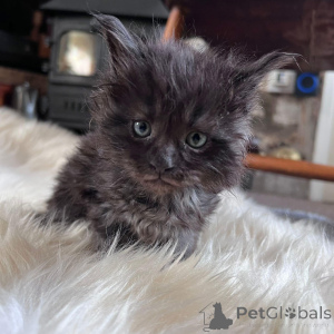 Photo №4. I will sell maine coon in the city of New York. private announcement - price - 300$