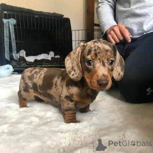 Photo №1. dachshund - for sale in the city of Gladbeck | 516$ | Announcement № 160534