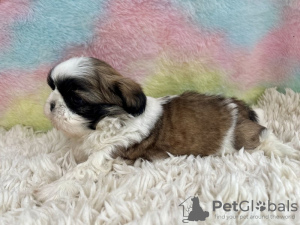 Photo №2 to announcement № 99267 for the sale of shih tzu - buy in United States private announcement
