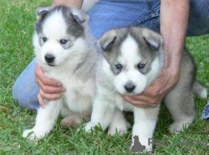 Photo №1. siberian husky - for sale in the city of Geneva | negotiated | Announcement № 124416