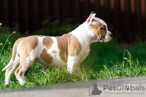 Additional photos: Puppy staffordshire terrier