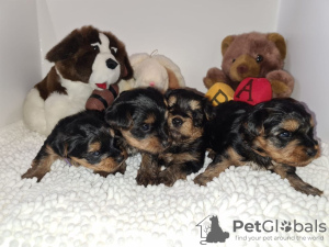 Photo №2 to announcement № 8782 for the sale of yorkshire terrier - buy in France 