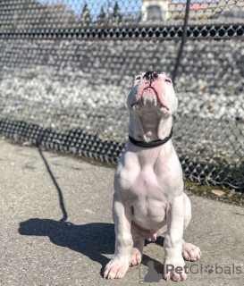 Photo №3. dogo argentino puppy for sale. United States