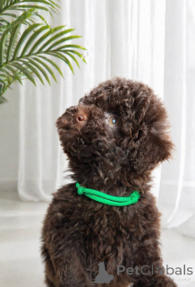 Photo №4. I will sell poodle (toy) in the city of Bettambur.  - price - negotiated