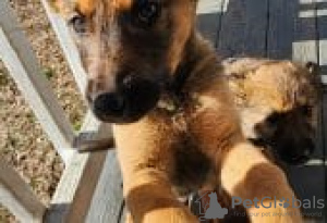 Photo №1. malinois - for sale in the city of Berlin | Is free | Announcement № 126900